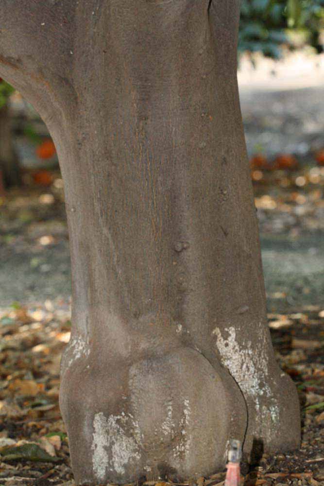              Bark (Riverside, CA)       